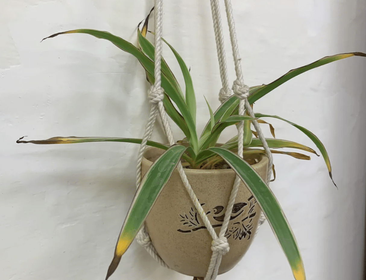 spider plant in hanger with browning and yellowing tips